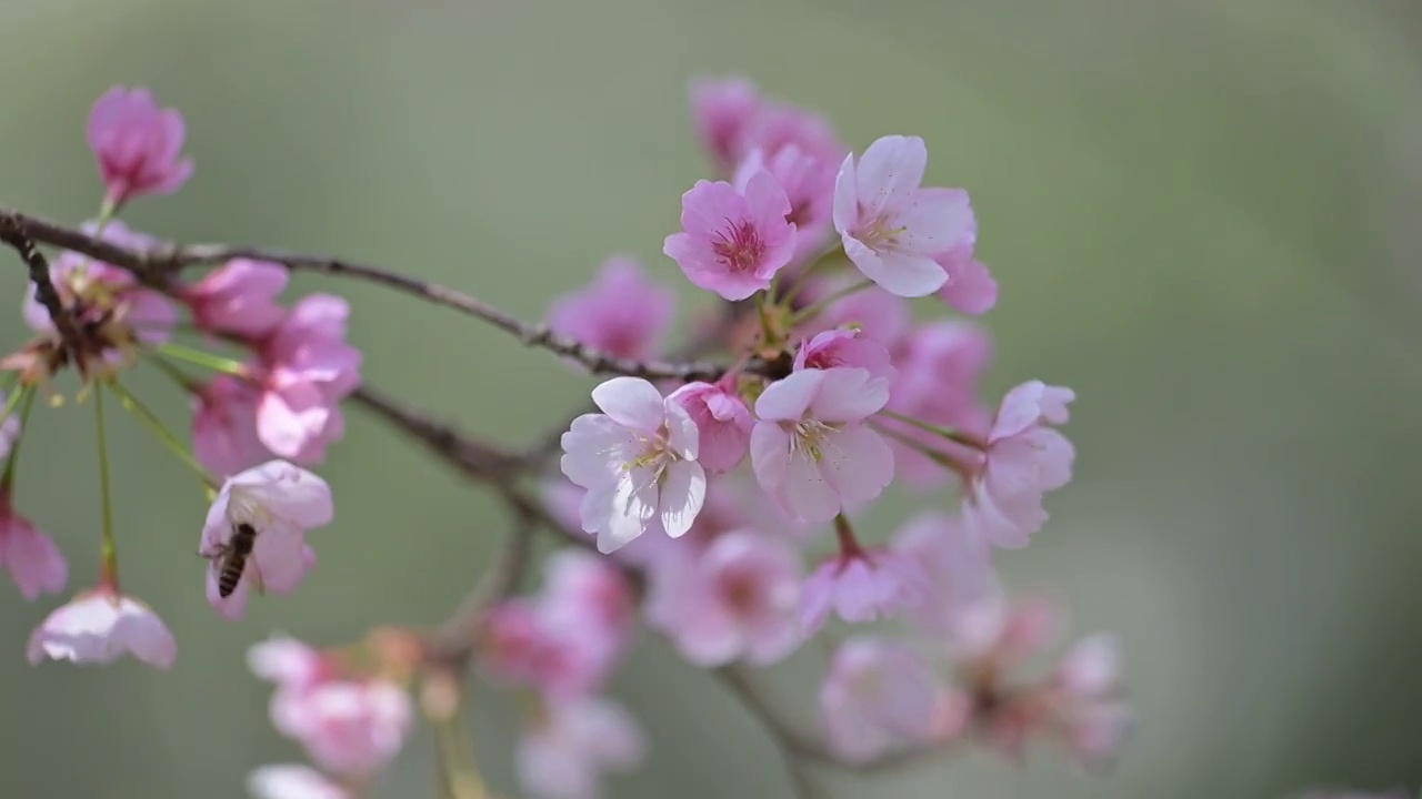 春天盛开的粉色早樱视频素材