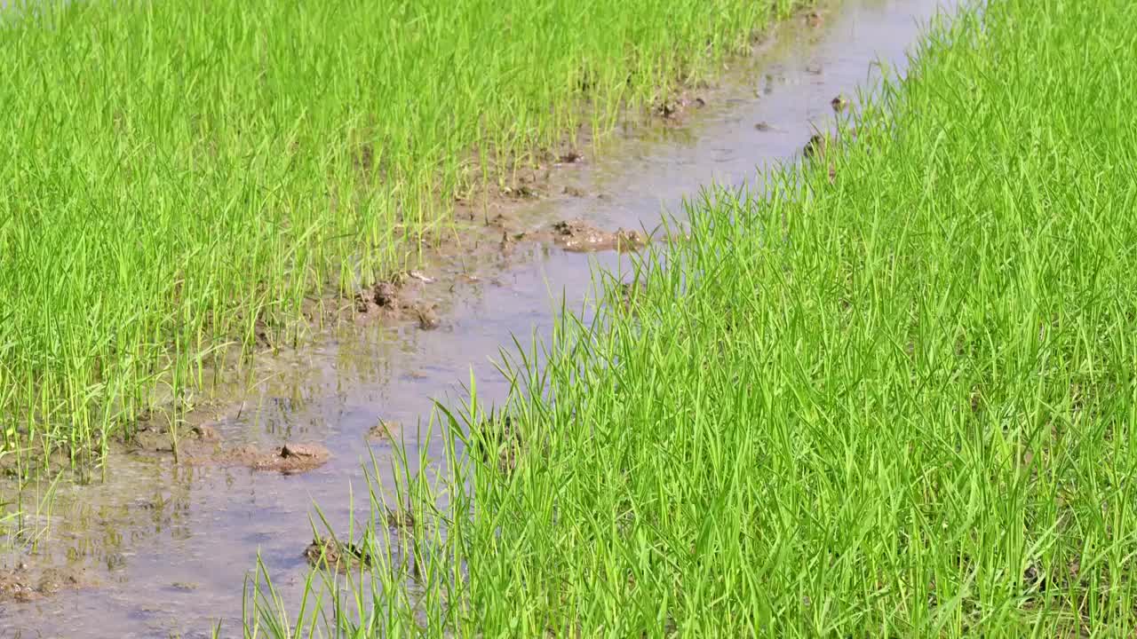 稻田水稻禾苗秧苗育种白昼实时视频下载