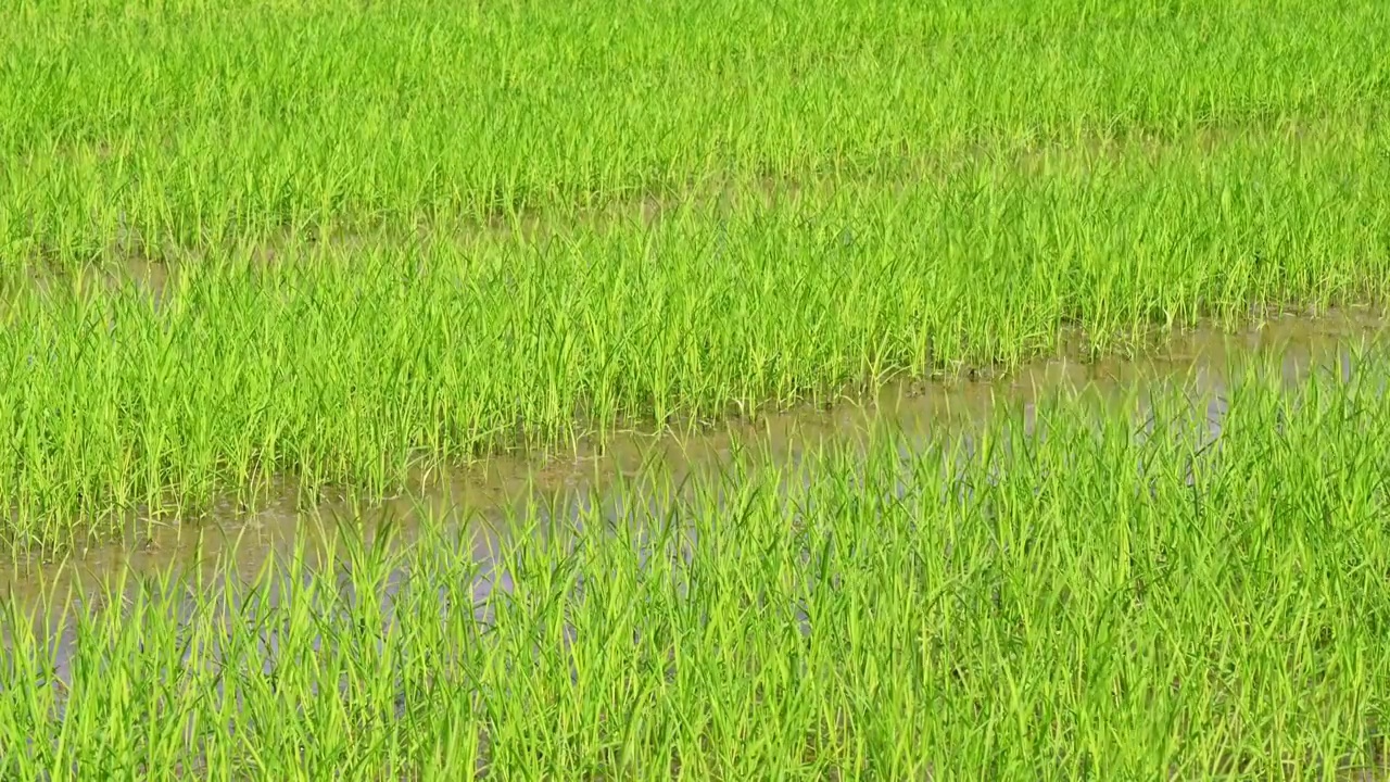 稻田水稻禾苗秧苗育种白昼实时视频下载