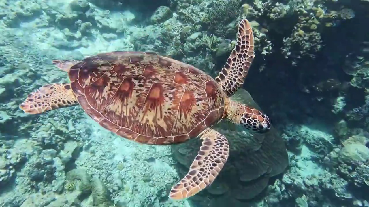 海龟在海底游泳，仙本那潜水的景观，水下的动物视频下载