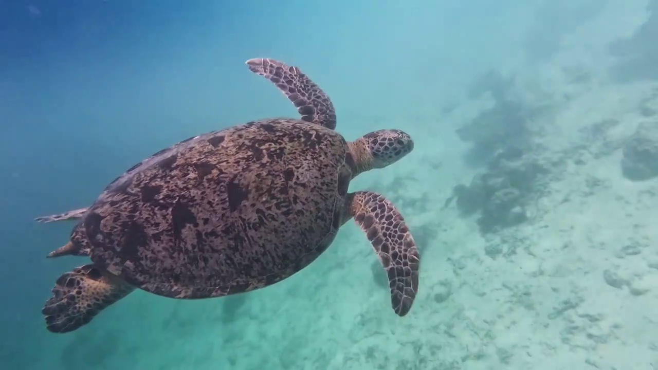 海龟在海底游泳，仙本那潜水的景观，水下的动物视频下载