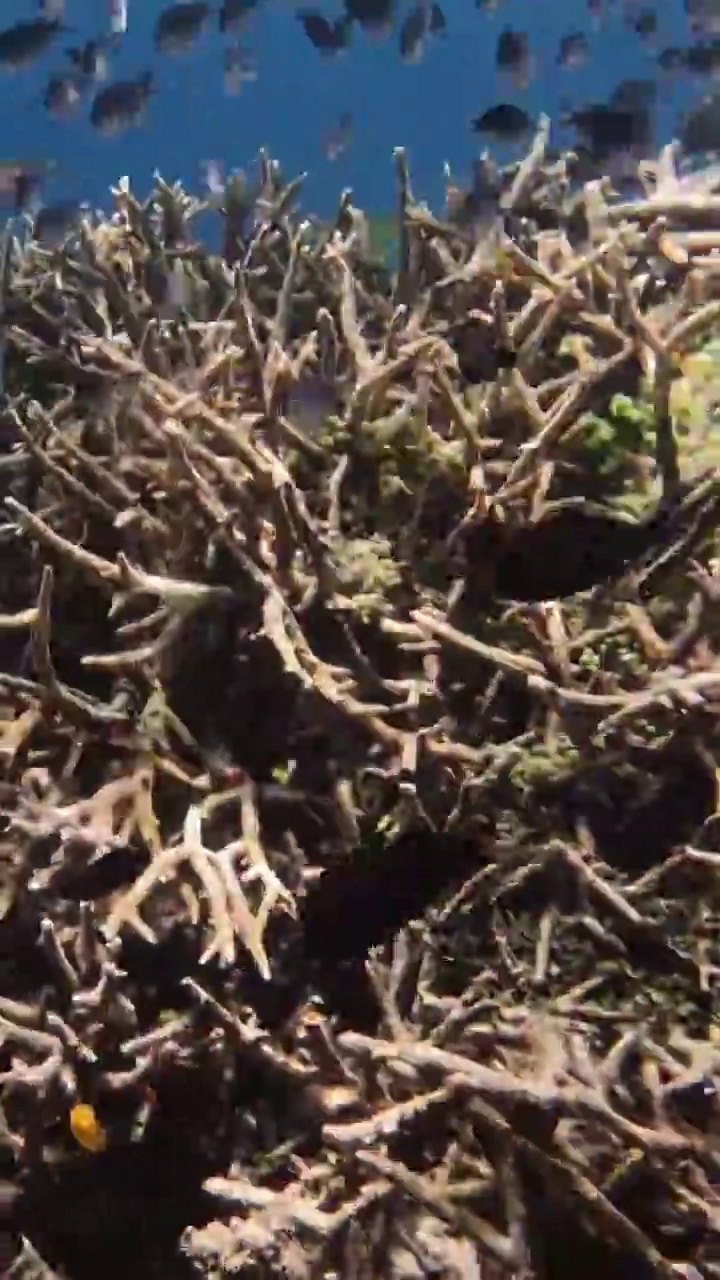 海底的鱼群，珊瑚与鱼群，仙本那潜水摄影视频下载