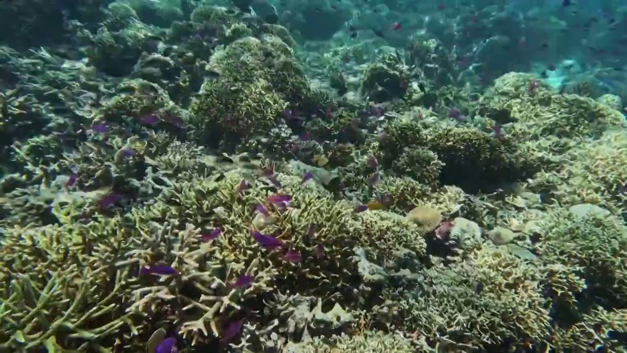 海底的鱼群，珊瑚与鱼群，仙本那潜水摄影视频素材