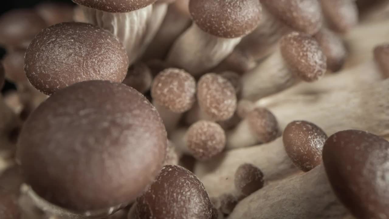 蘑菇生长视频下载