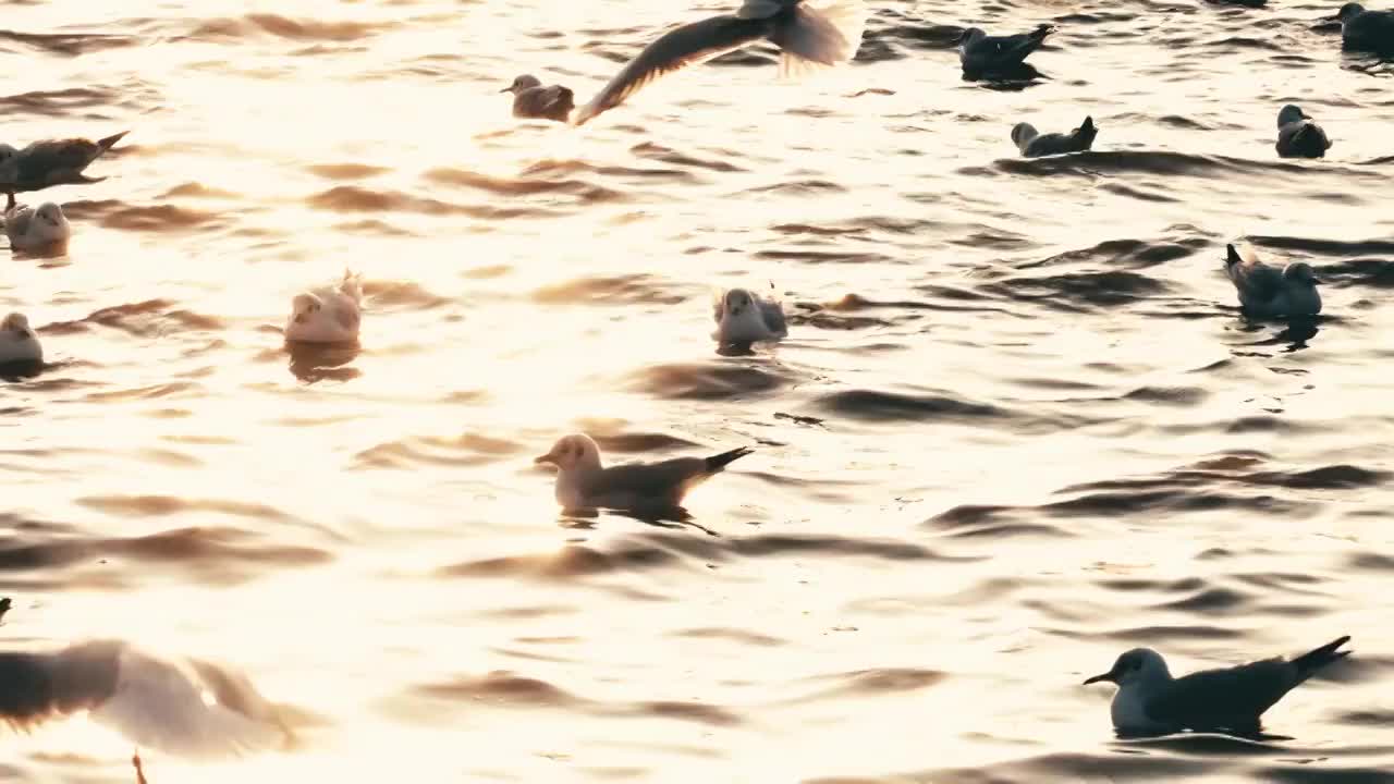 青岛栈桥海鸥日落风景超慢动作升格视频视频素材