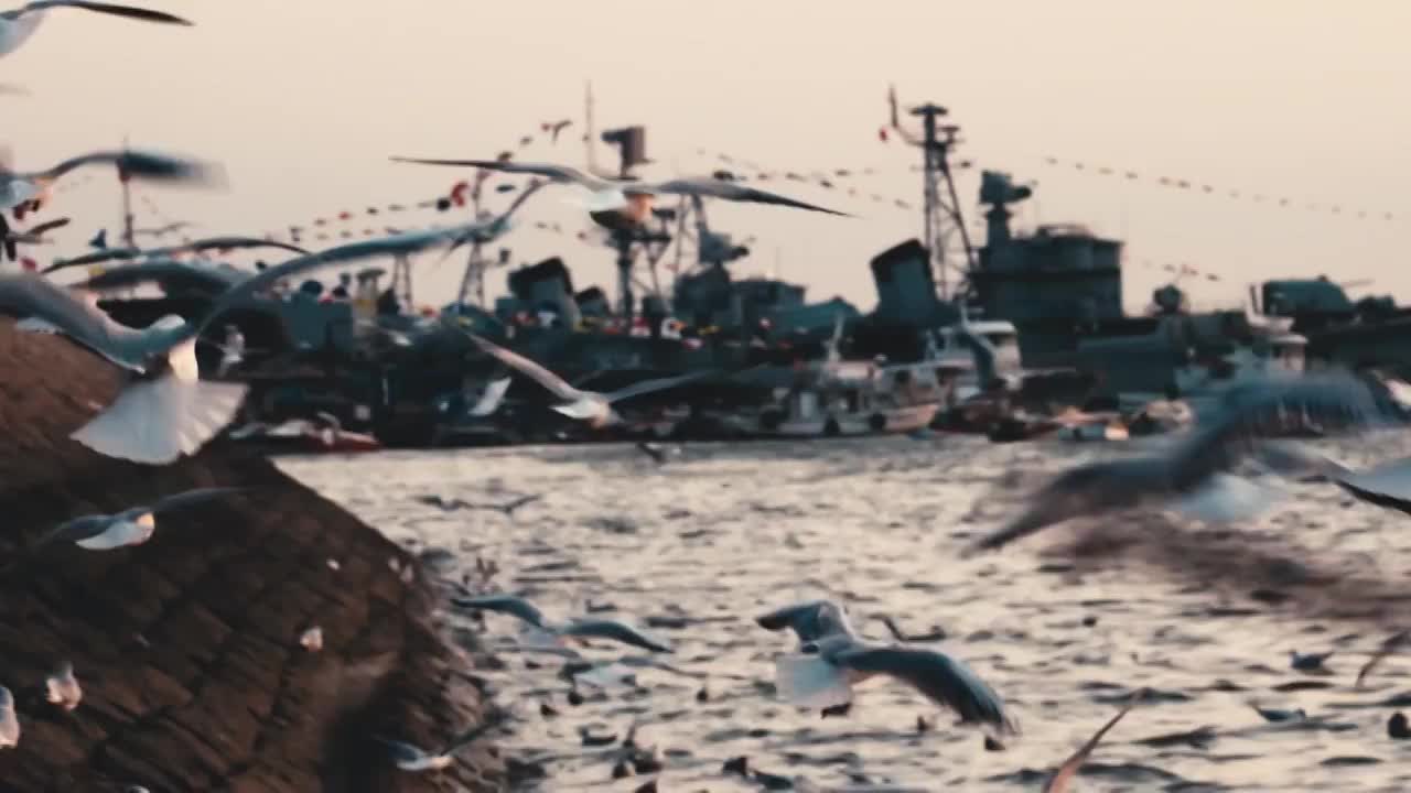 青岛栈桥海鸥日落风景超慢动作升格视频视频素材