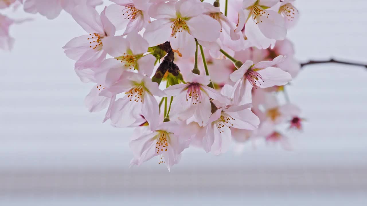 春天粉樱视频素材