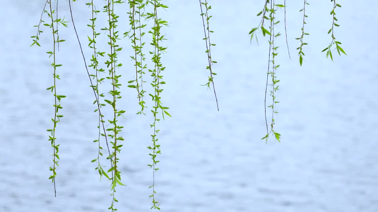春天湖水边的柳枝视频素材