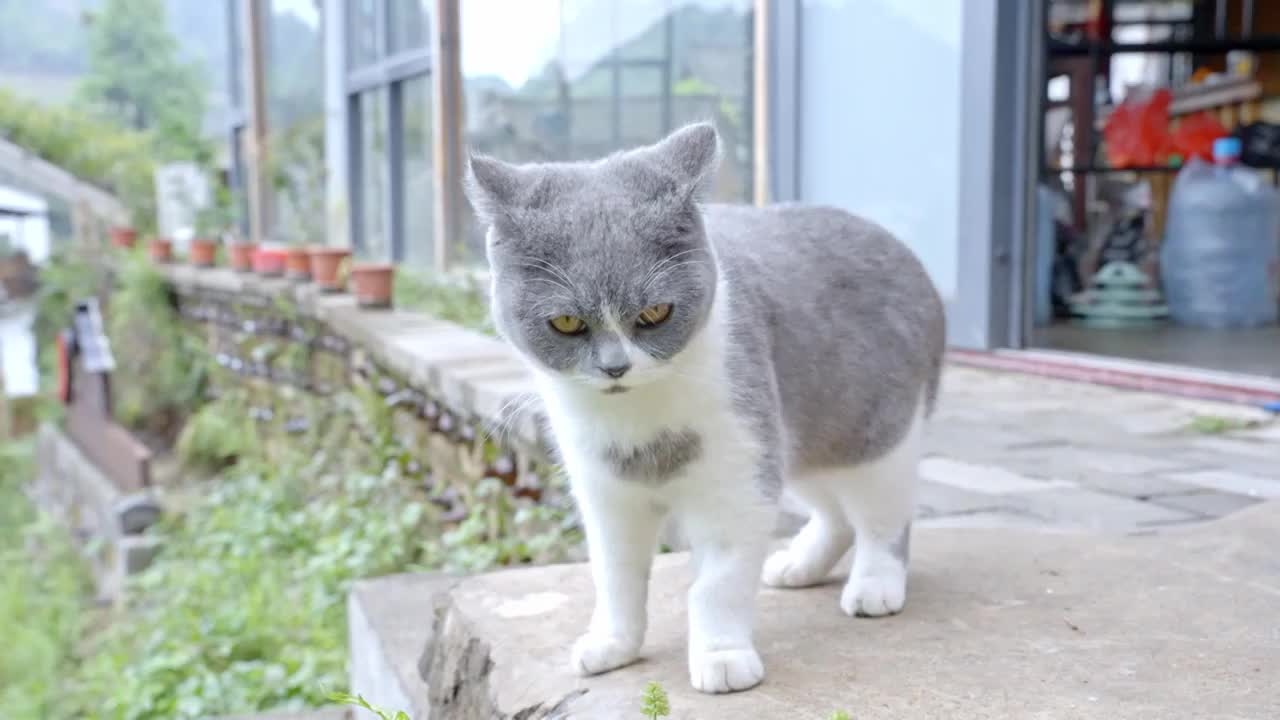 猫咪日常家养宠物小猫吃喝玩乐 蓝猫视频下载
