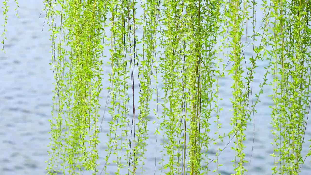 春天湖水边的柳树柳枝视频素材