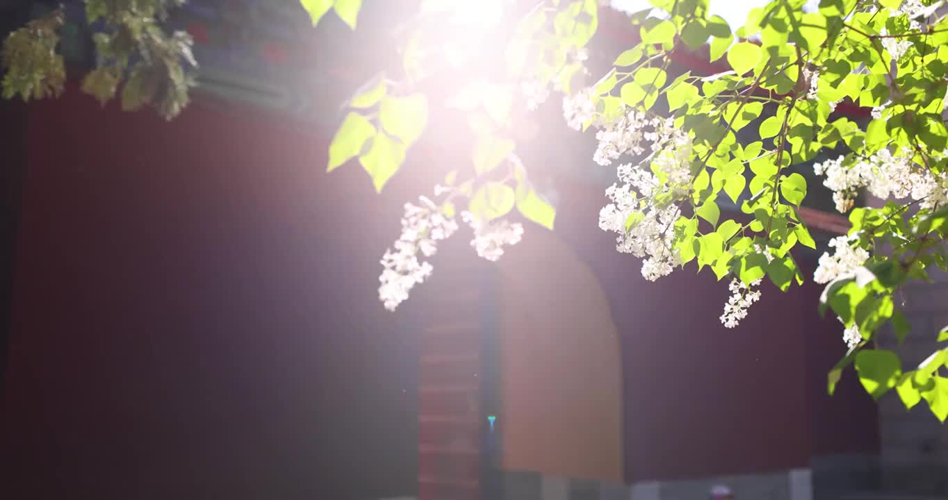 阳光下盛开的丁香花,春意盎然（选编）视频素材