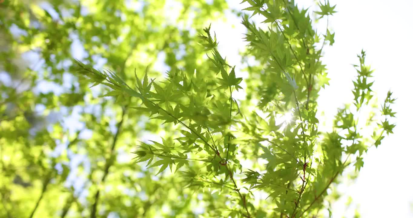 阳光绿叶,枫叶,纯净清新自然美（选编）视频素材