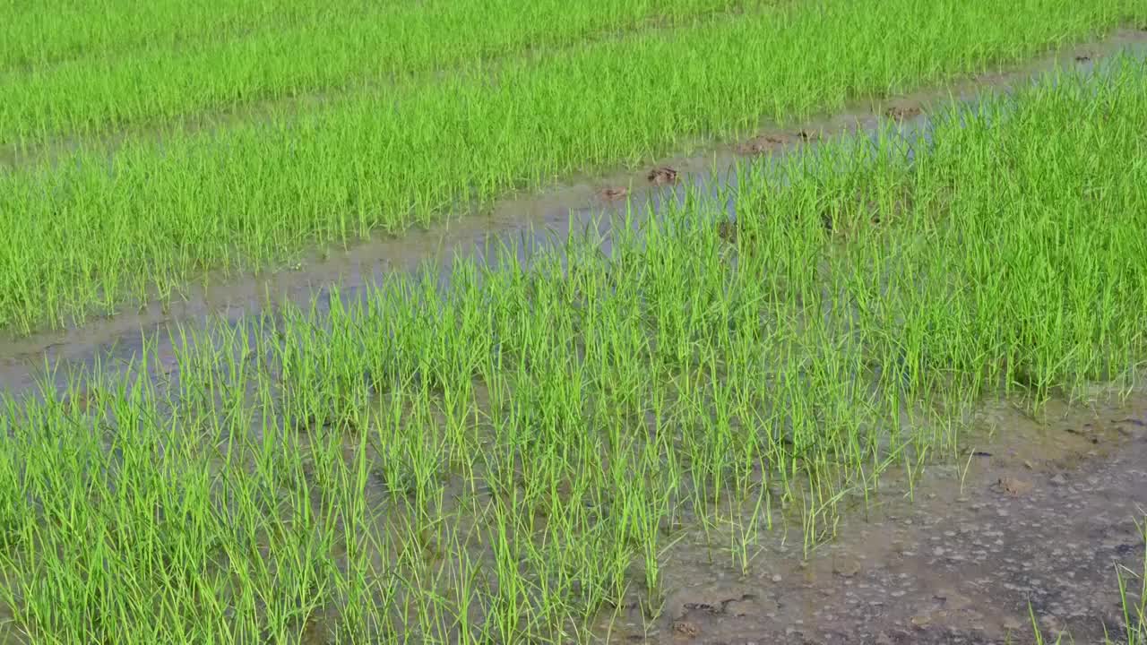 稻田水稻禾苗秧苗育种向右摇镜头白昼实时空镜视频下载