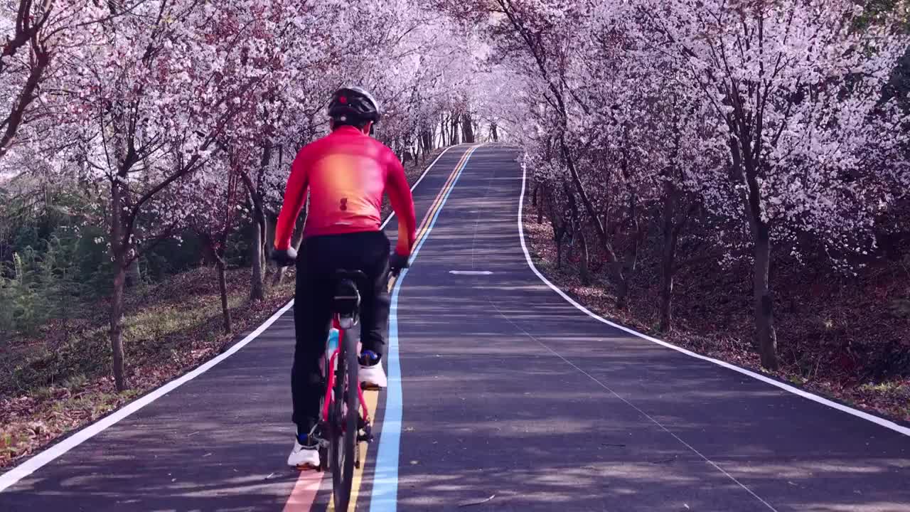 骑行在春天的南京浦口紫叶李大道中视频下载