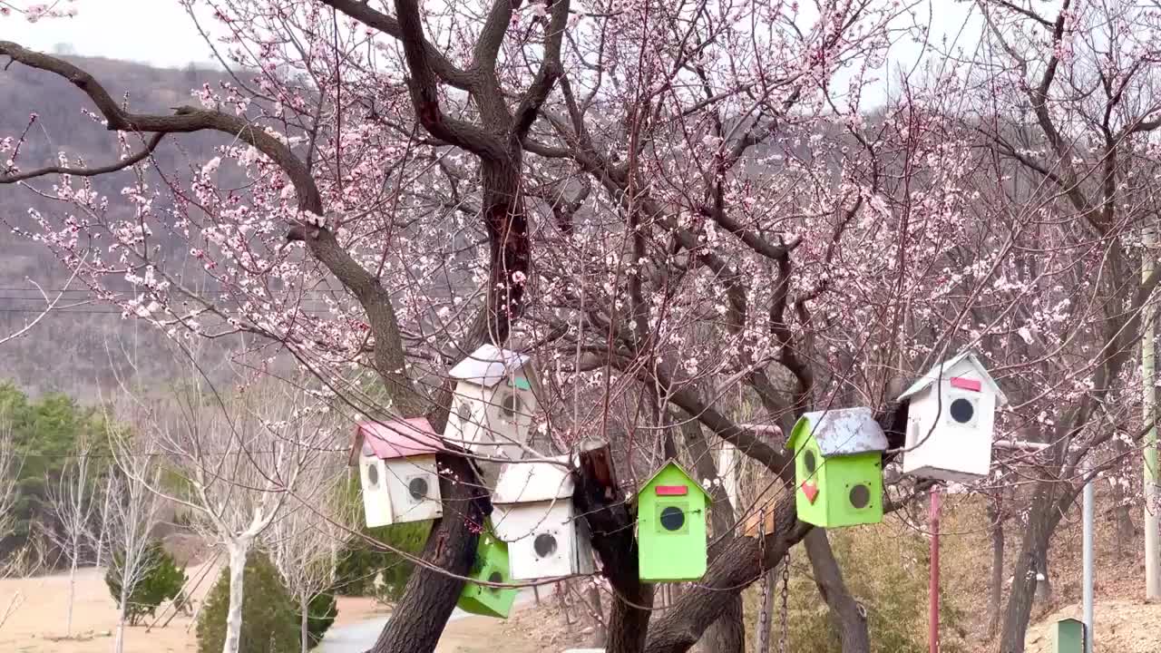 桃花树上的鸟屋视频素材