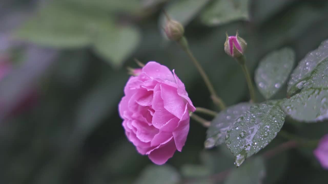 浇水蔷薇花视频下载