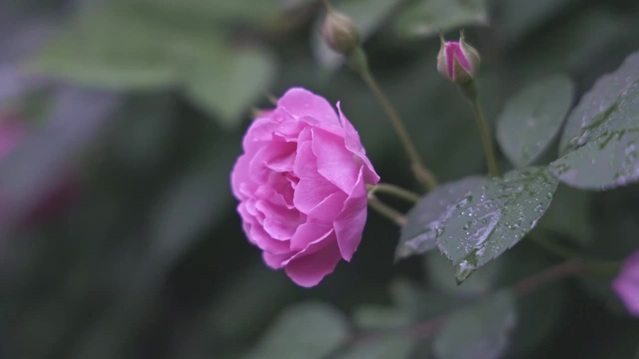 浇水蔷薇花视频下载