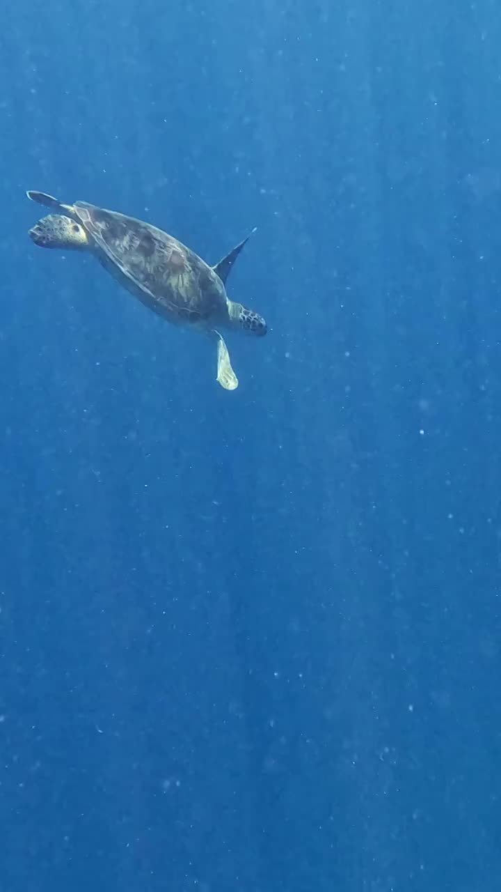 海底游泳的海龟，水下摄影，仙本那潜水，海洋里的生命视频下载
