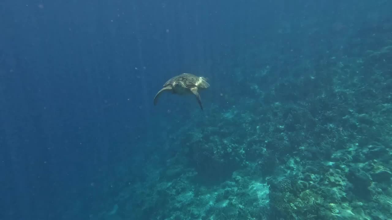 海底游泳的海龟，水下摄影，仙本那潜水，海洋里的生命视频下载