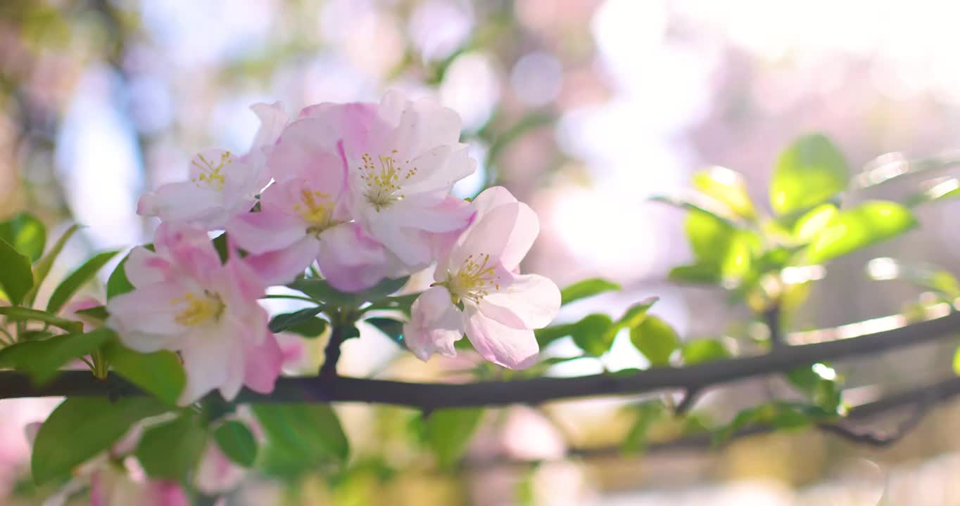 唯美海棠花盛开,多角度集锦（选编）视频素材