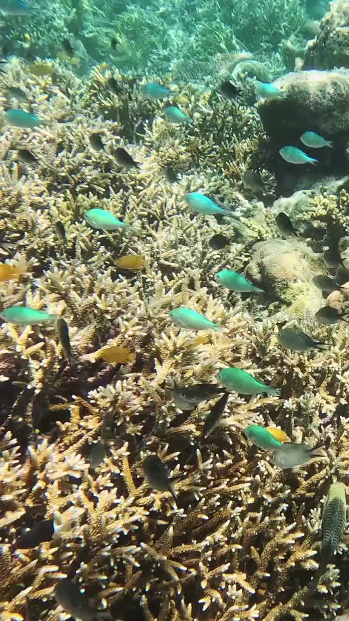海底的珊瑚与鱼群，仙本那潜水摄影，海底的鱼类与植被视频下载