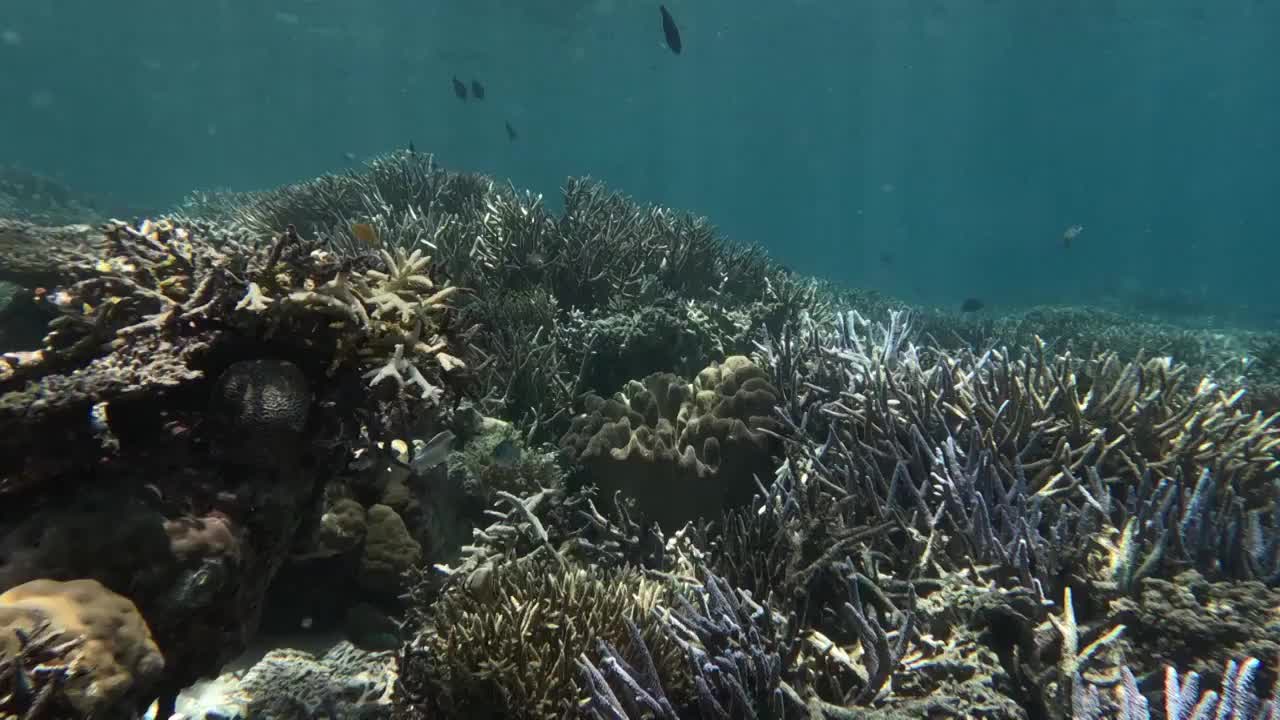 海底的珊瑚与鱼群，仙本那潜水摄影，海底的鱼类与植被视频下载