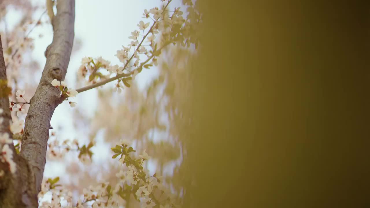 春天里的樱花视频下载