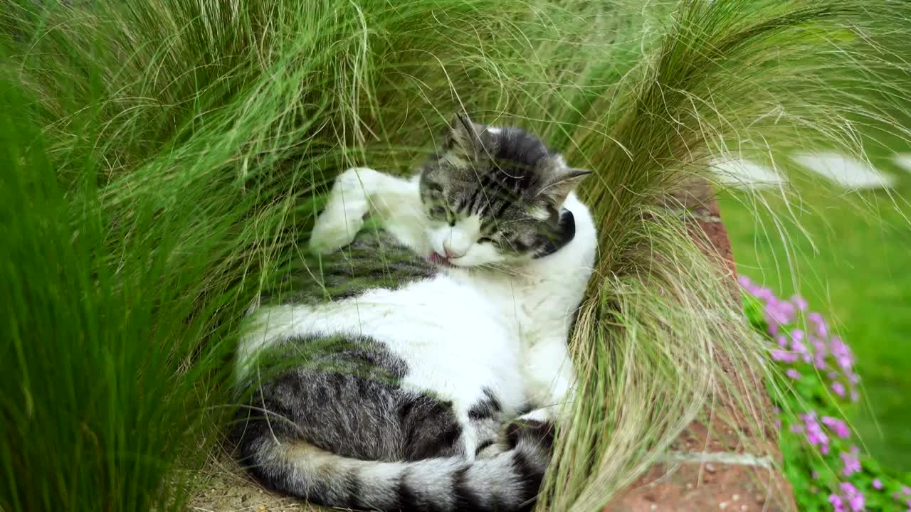 春天一只可爱的宠物猫在草丛中梳理毛发视频素材