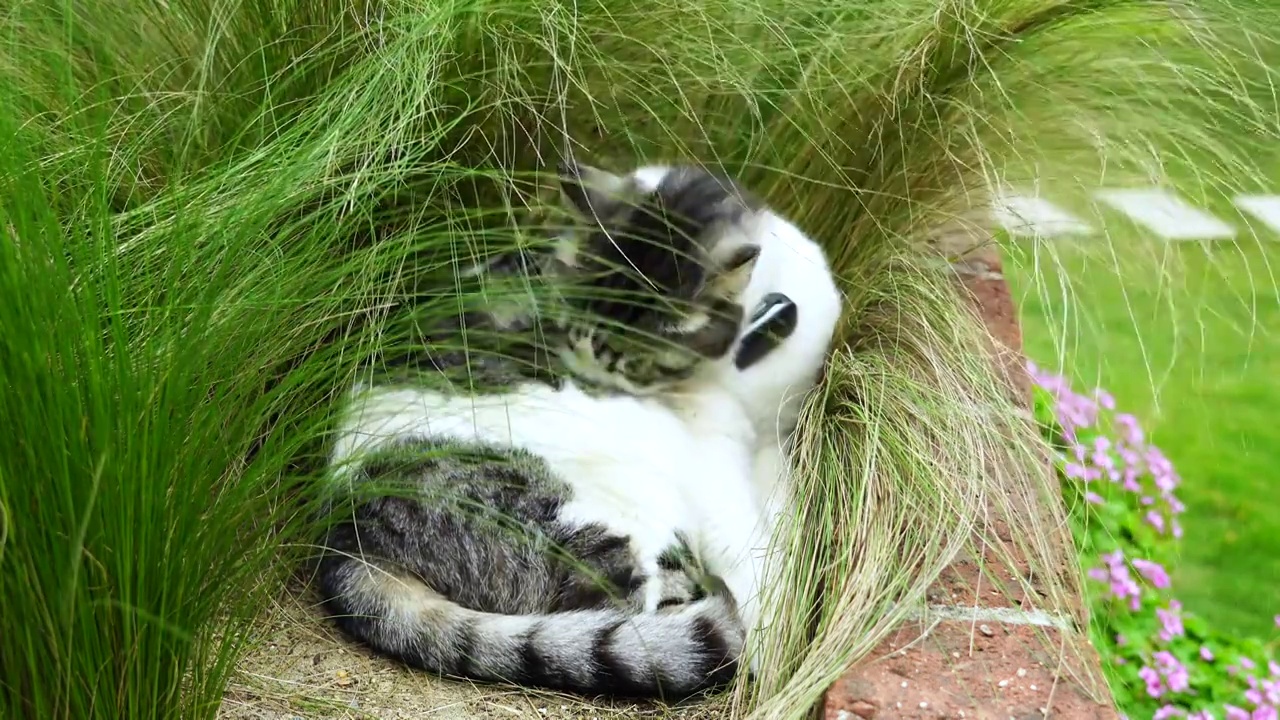 可爱的宠物猫在庭院中整理毛发视频下载