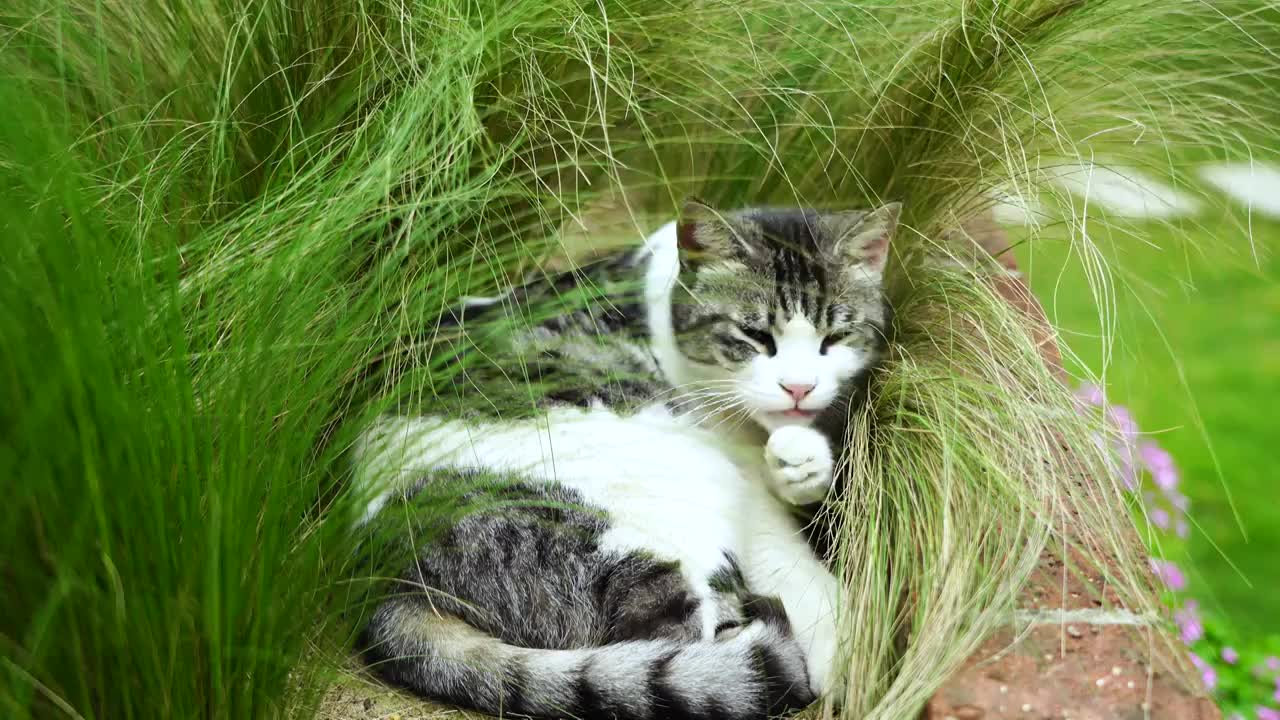 庭院中的可爱萌宠猫咪视频素材