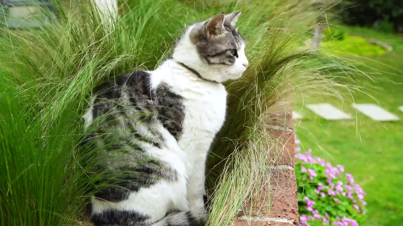庭院中的可爱宠物猫视频下载