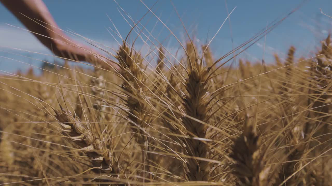 农民在麦田里轻抚麦穗视频下载
