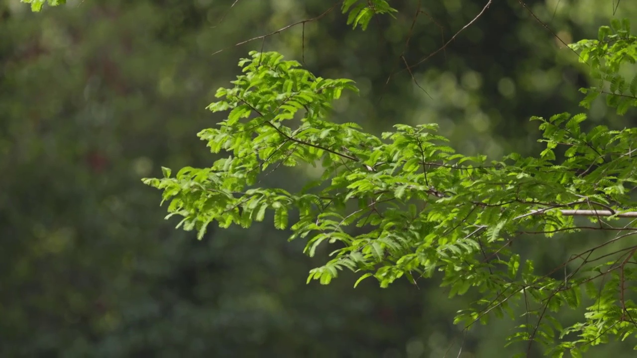 新发绿芽的水杉树视频素材