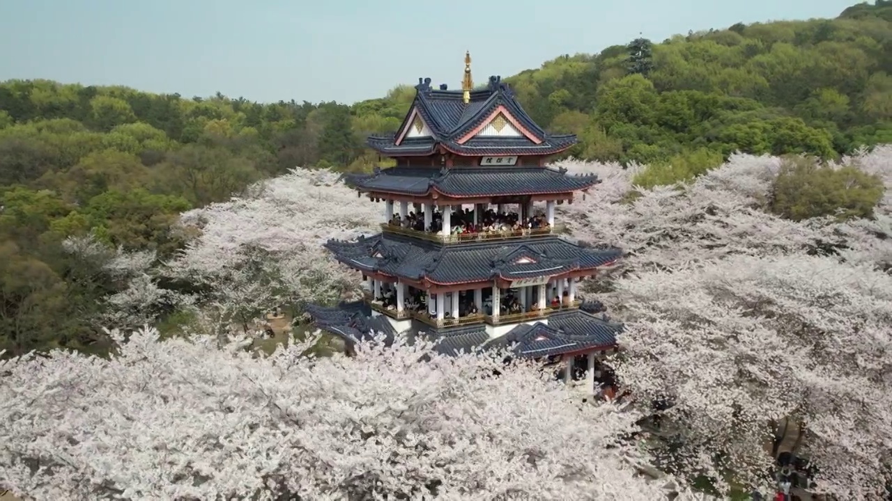 江苏无锡太湖鼋头渚樱花盛开的自然风光航拍视频素材
