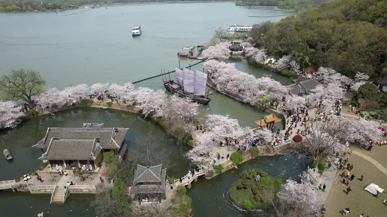 江苏无锡太湖鼋头渚樱花盛开的自然风光视频素材