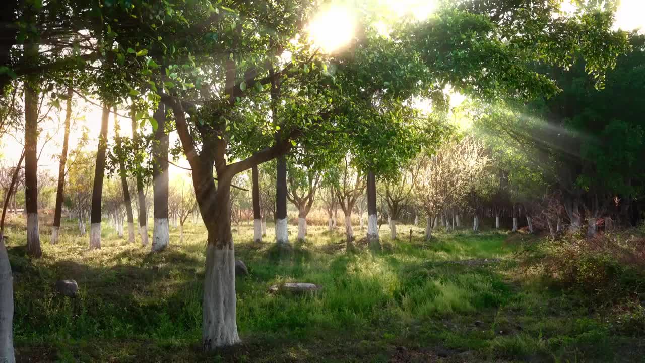 阳光穿过树林唯美空镜（合集）视频购买