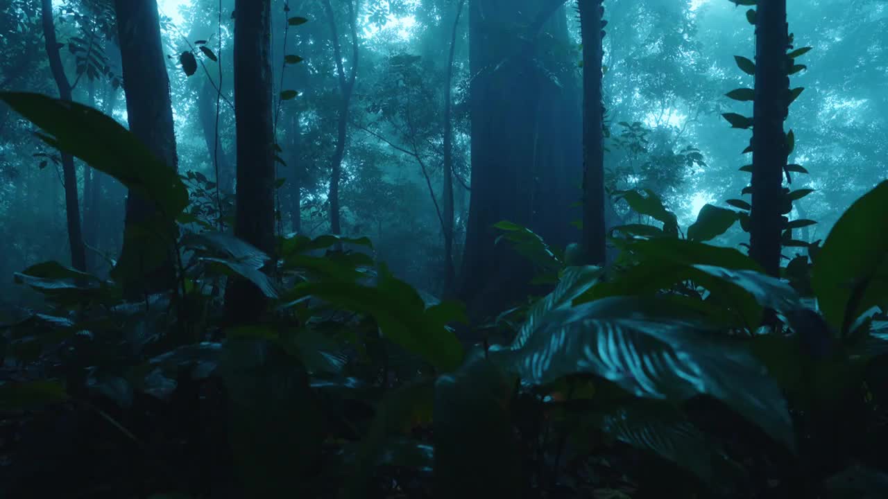 大自然热带雨林风景视频下载