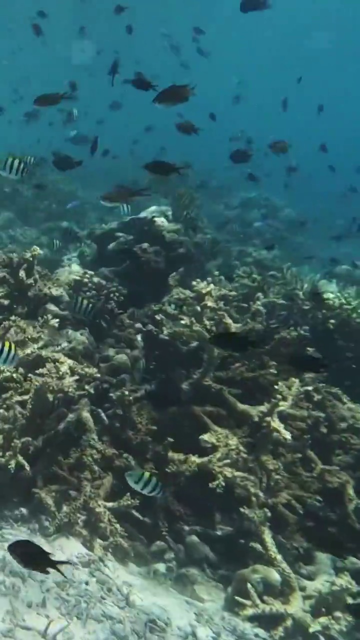 海底的鱼群，水下摄影，马来西亚仙本那潜水视频素材