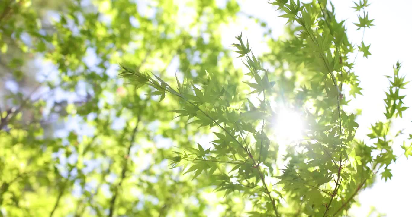 耀眼的阳光穿透绿叶鲜花超长集锦（选编）视频素材