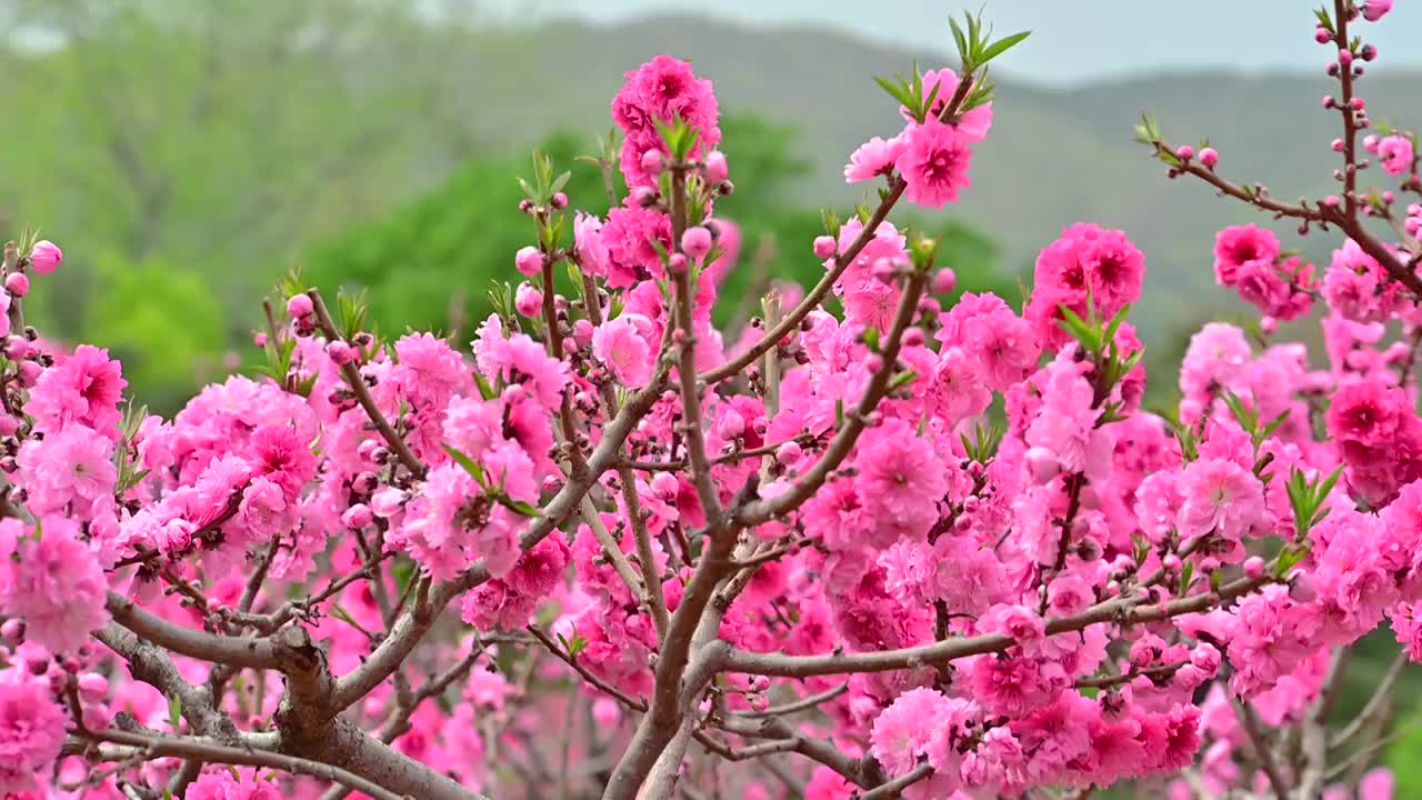 春天盛开的菊花梅花视频素材