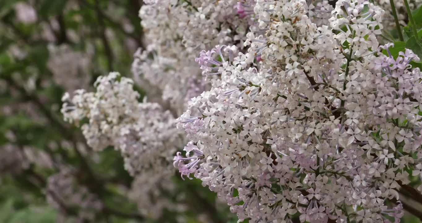 春天公园里盛开的丁香花视频下载