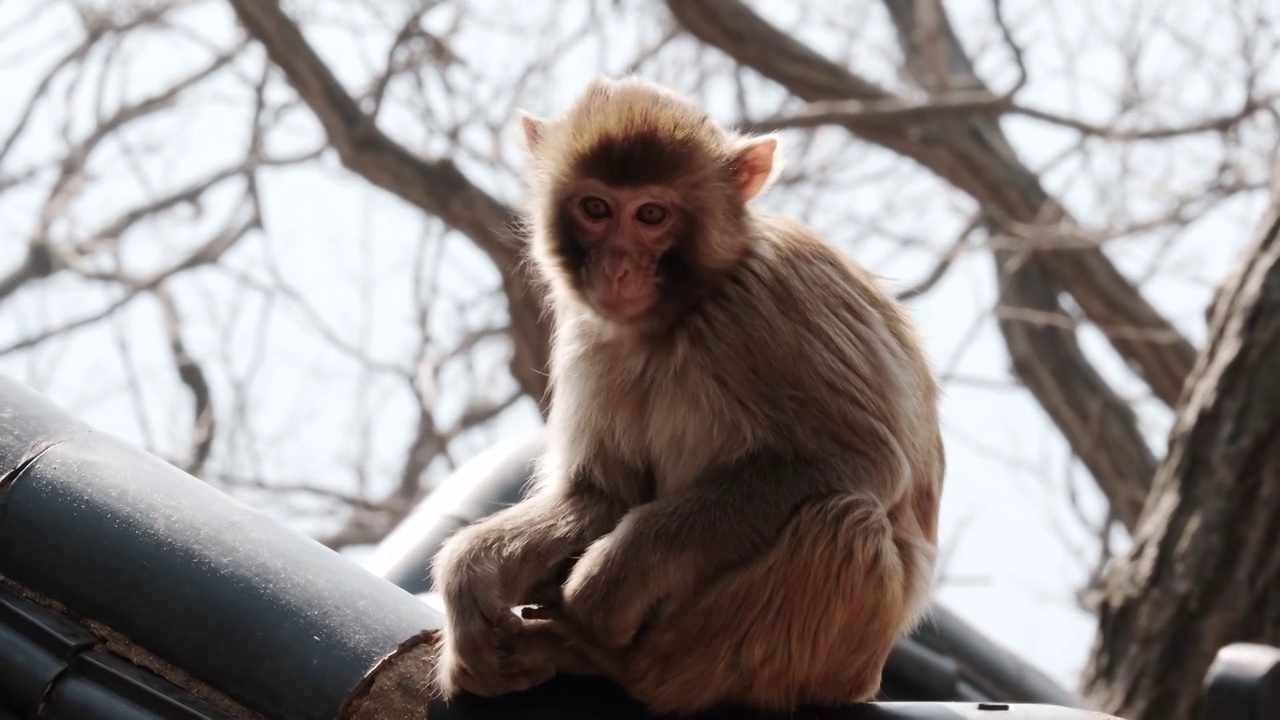 连云港花果山景区的猴子视频下载