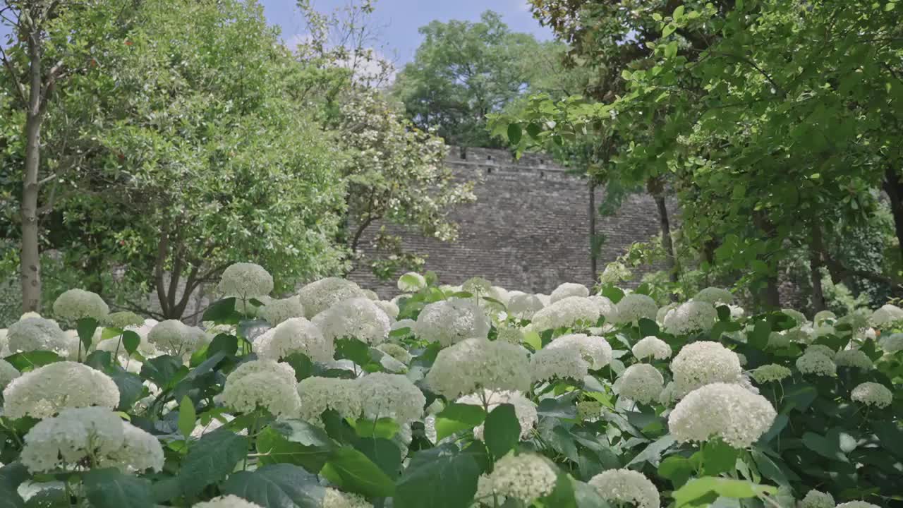 南京城墙下蝴蝶飞舞绣球花盛开视频下载