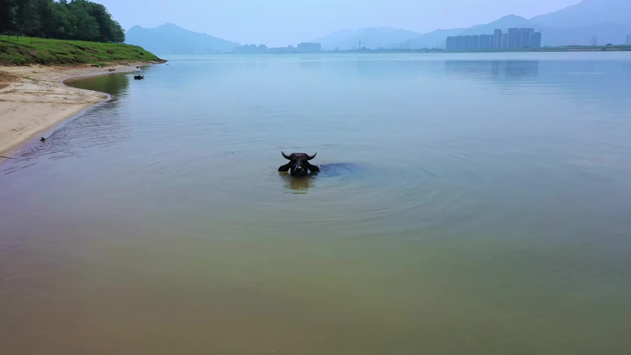 水中的水牛视频下载