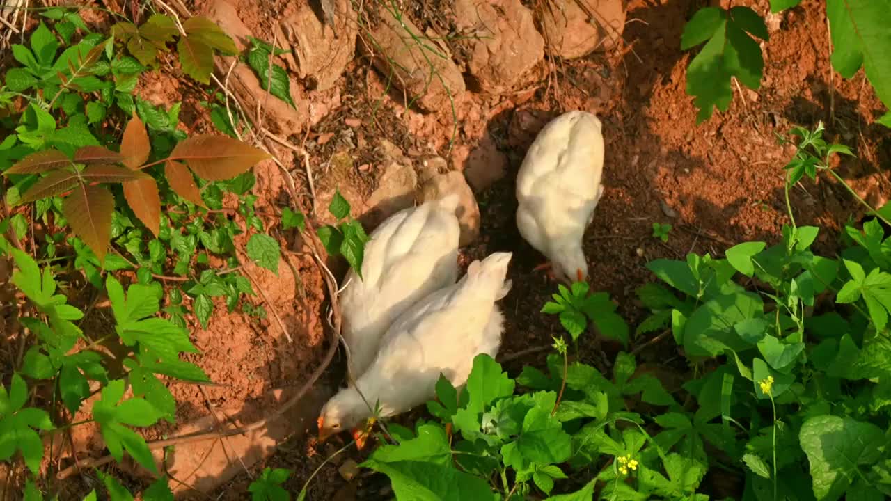 三只跑山鸡小鸡家禽正在户外找吃的视频下载