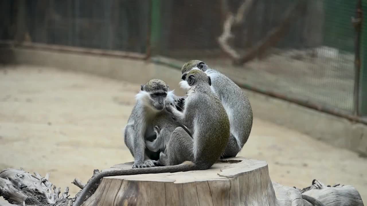 动物园内的绿猴视频下载