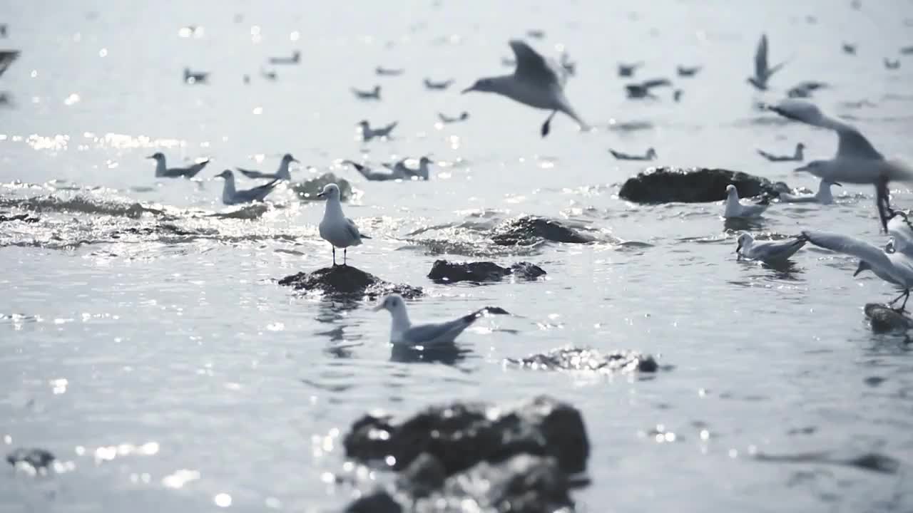 海面上的海鸥视频下载