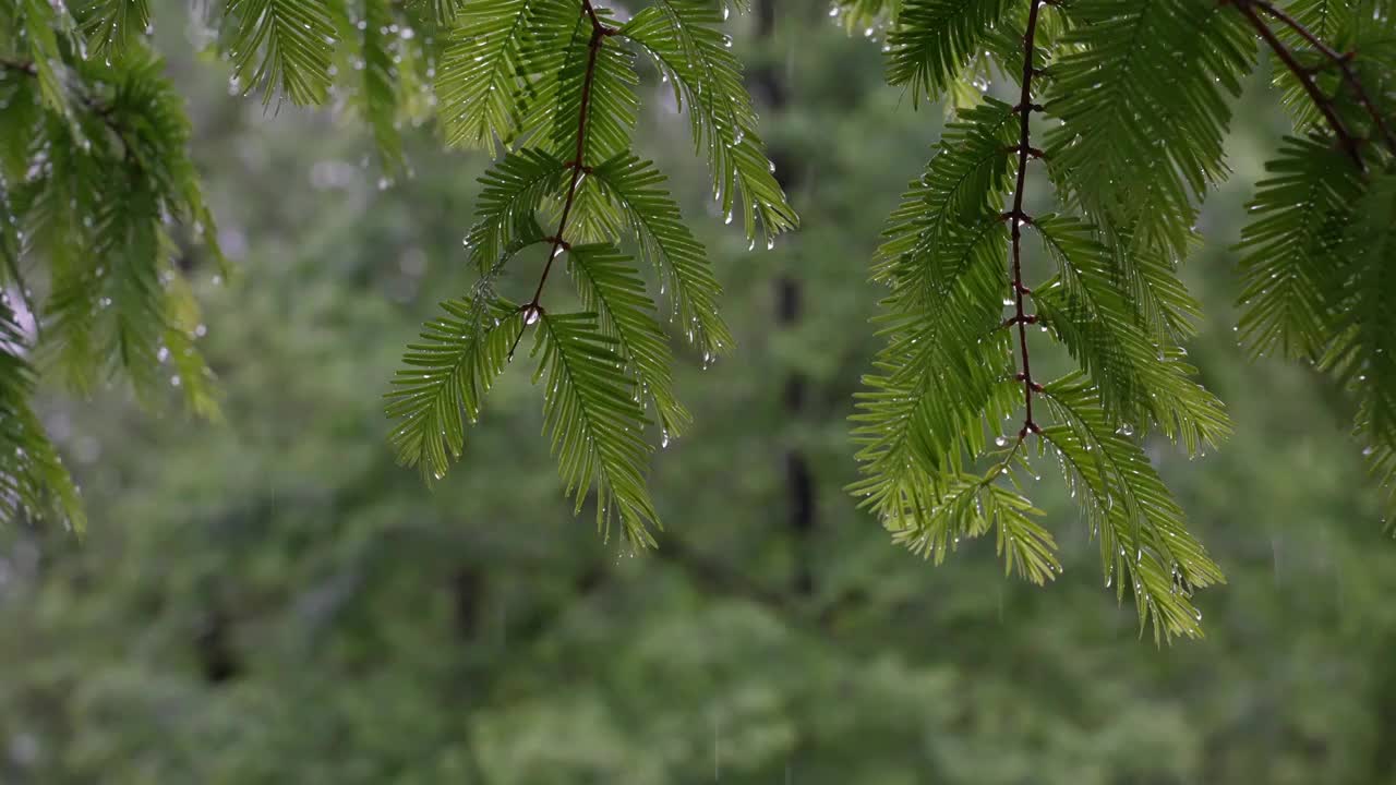 水杉雨水下雨树木绿色环境视频素材