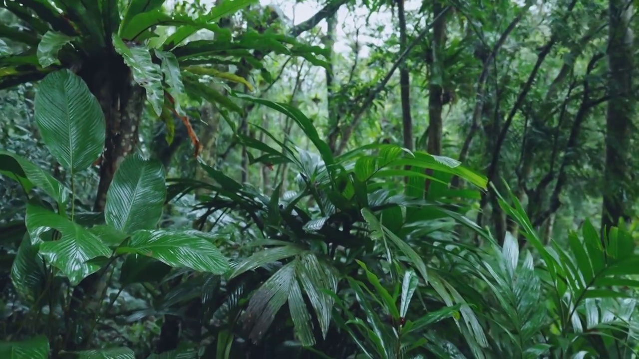 大自然热带雨林风景视频素材