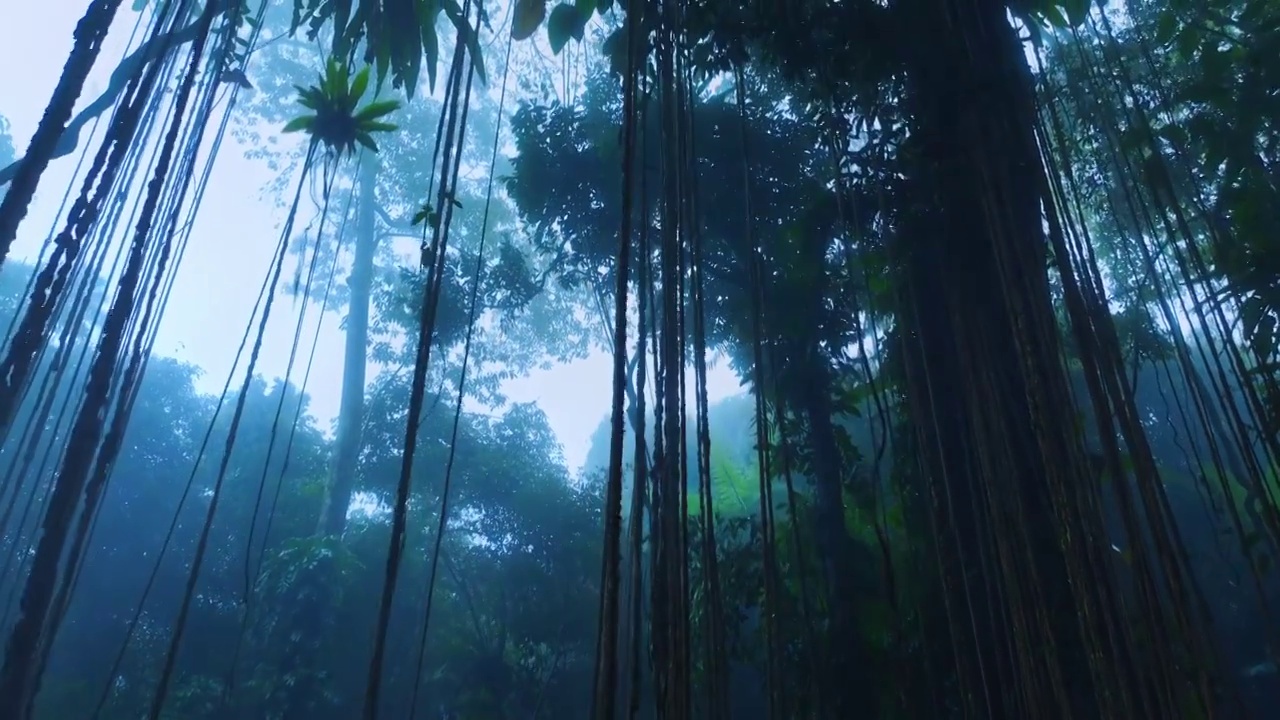 大自然热带雨林风景视频素材